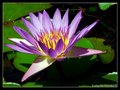 Water lily