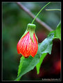 Abutilon Striatum