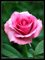 Pink Rose Leu Gardens