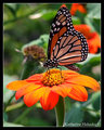 Monarch on Orange