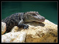 Juvenile Gator