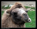 camel