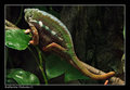 chameleon