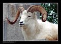 Dall ram