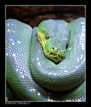 green tree python