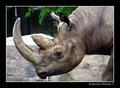 rhino