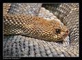 Viper