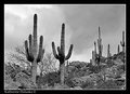 Apache Trail Saguaro