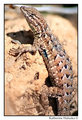 Apache Trail lizard