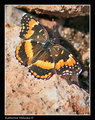 California Patch