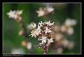white flowers