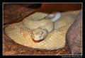 Albino Western Diamondback