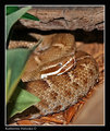 Ridgenose Rattlesnake