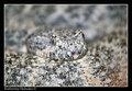 Speckled Rattlesnake