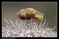 balancing act