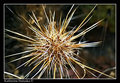cactus explosion
