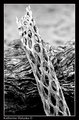 cactus skeleton
