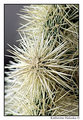 jumping Cholla cactus