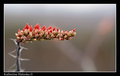 Ocotillo Flower