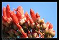 Ocotillo Flower macro
