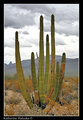 Organ Pipe Cactus