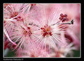 pink explosion