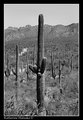 Saguaro landscape