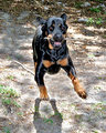 Roxy 