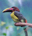 Green Aracari