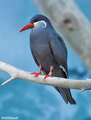 Inca Tern