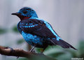 Spangled Cotinga