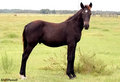 Mustang 1