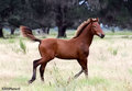 Mustang 3