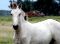 Mustang 4