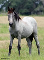 Mustang 5