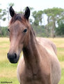 Mustang 6