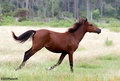 Mustang 7