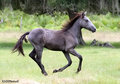 Mustang 8