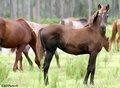 Mustang 11