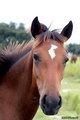 Mustang 14