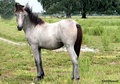 Mustang 15