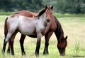 Mustang 17