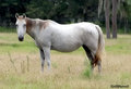 Mustang 18