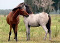 Mustang 21