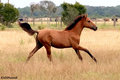Mustang 22