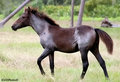 Mustang 23