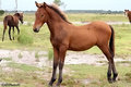 Mustang 25