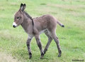 Burro 1