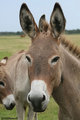 Burro 3