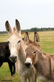 Burro 4
